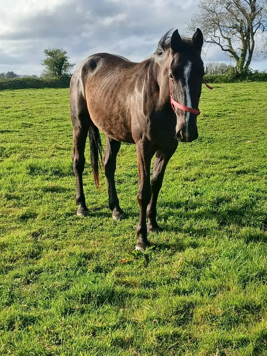 3 year old Gelding - Image 1