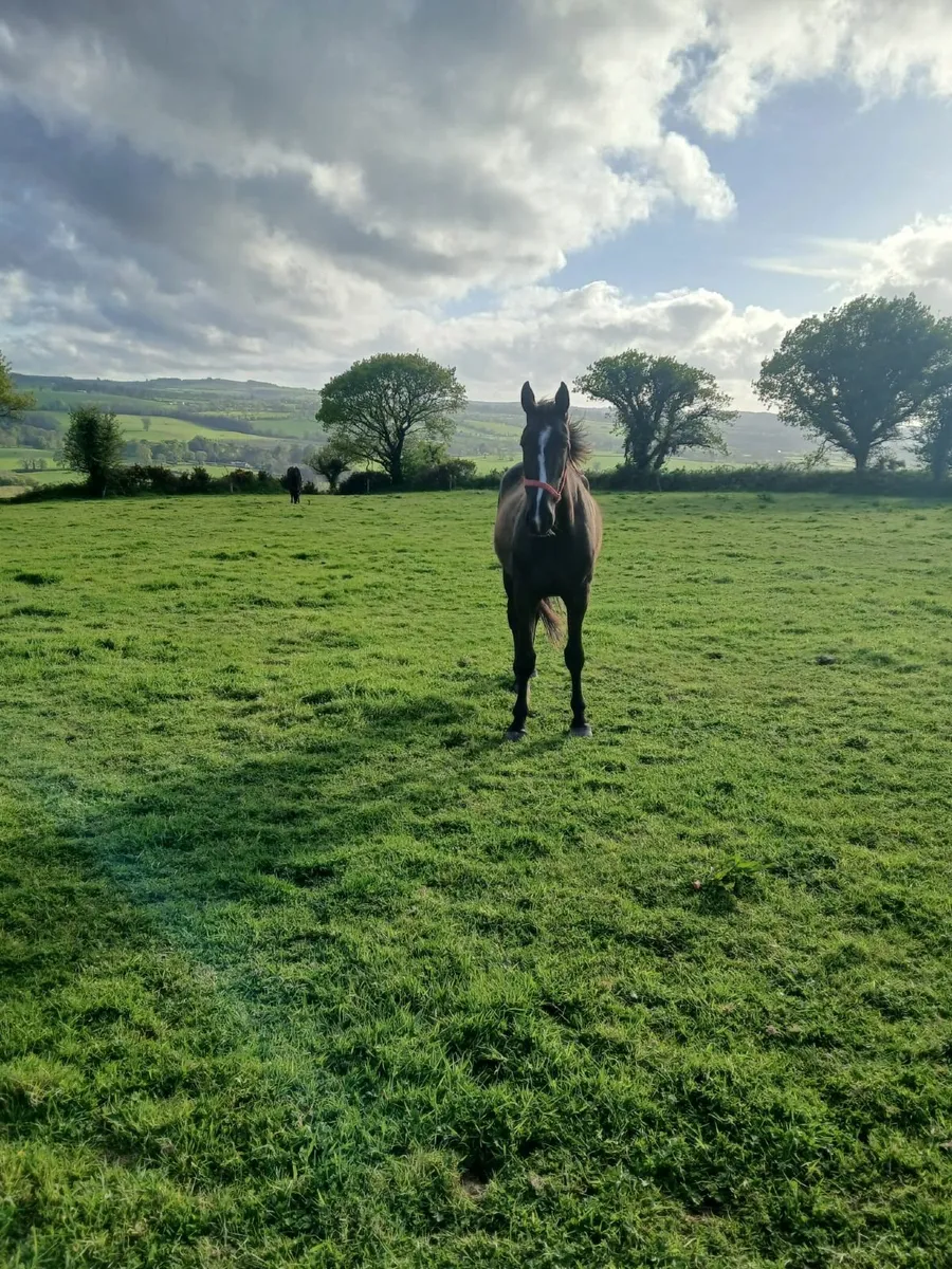 3 year old Gelding - Image 2