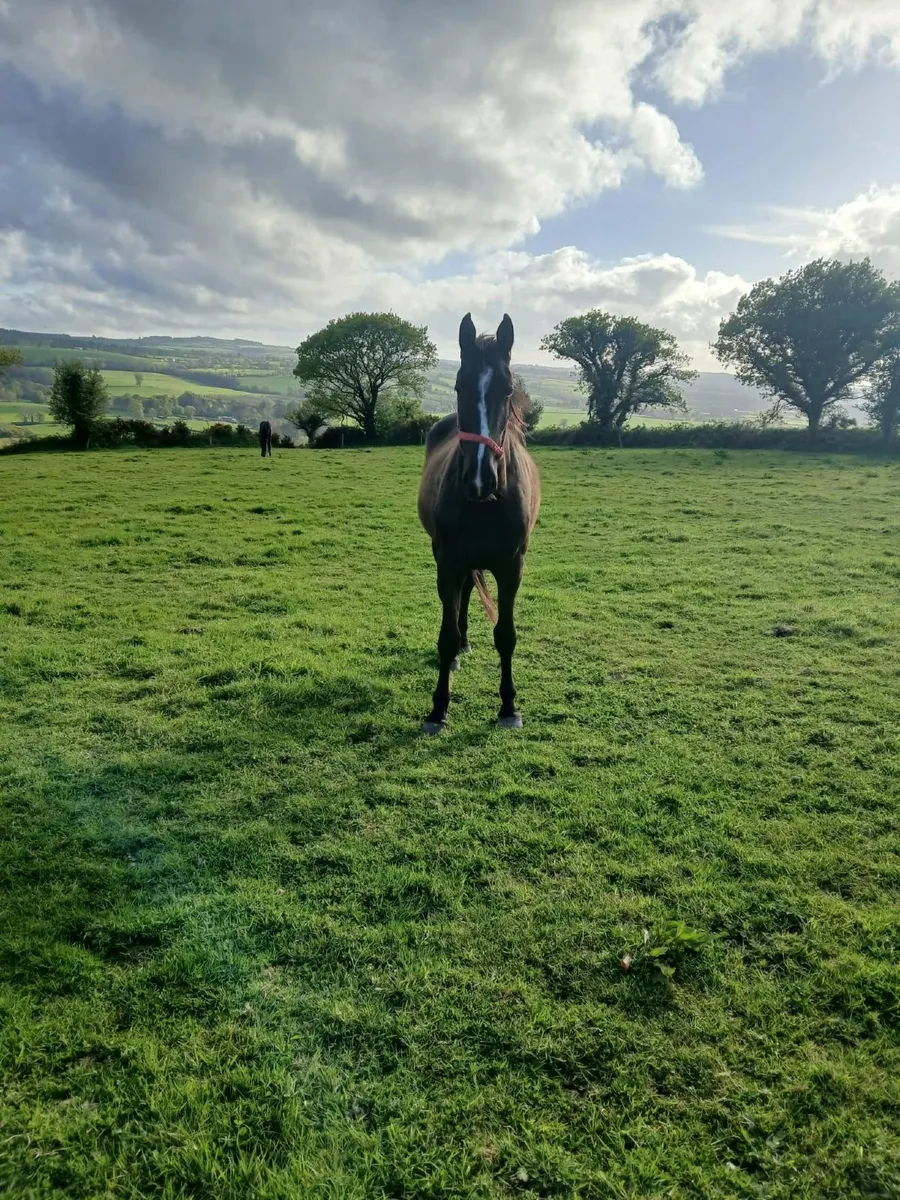 3 year old Gelding - Image 3