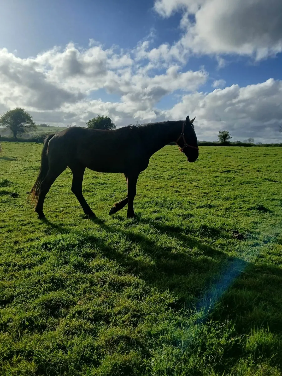 3 year old Gelding - Image 4