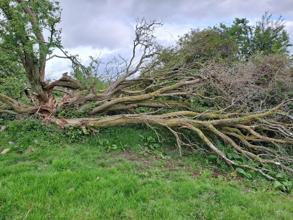 Trees Sale - Image 2