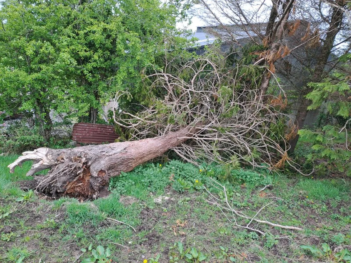 Trees Sale - Image 3