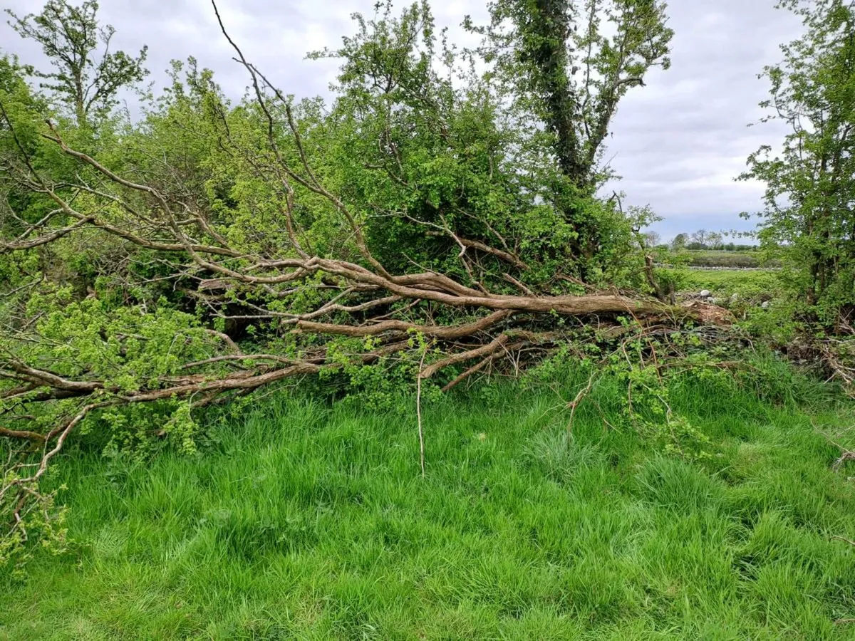 Trees Sale - Image 4