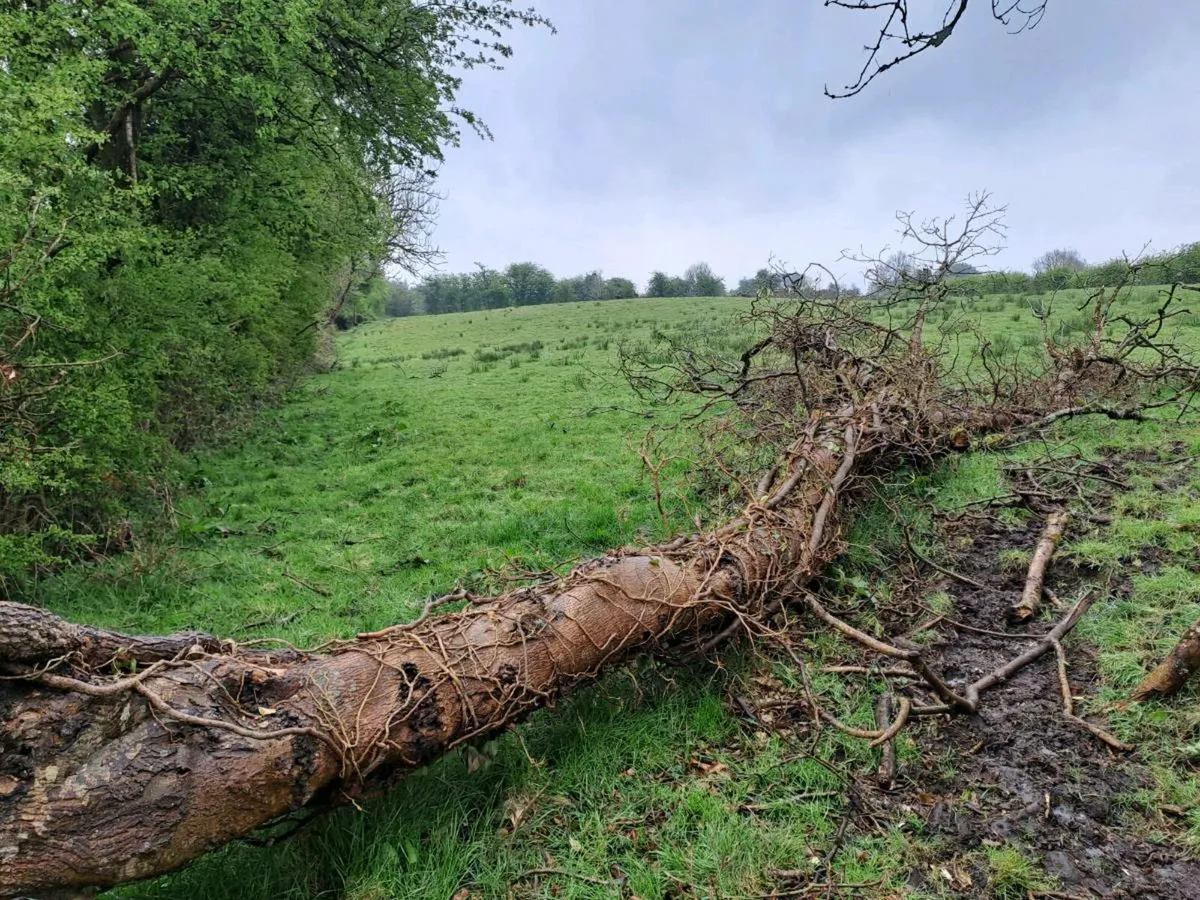 Trees Sale - Image 1