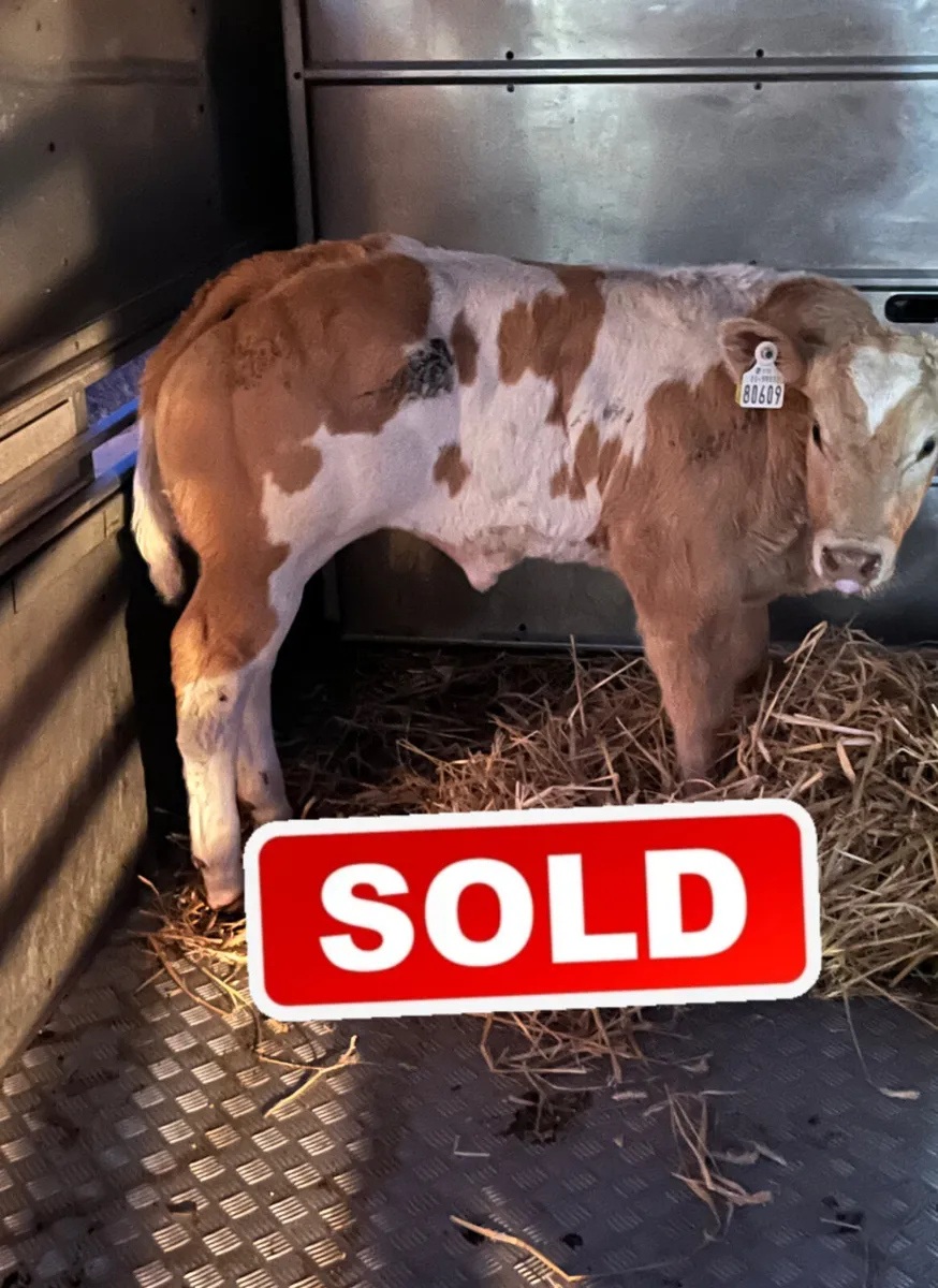 ⭐️ Serious LIM Show Calf ⭐️ - Image 1