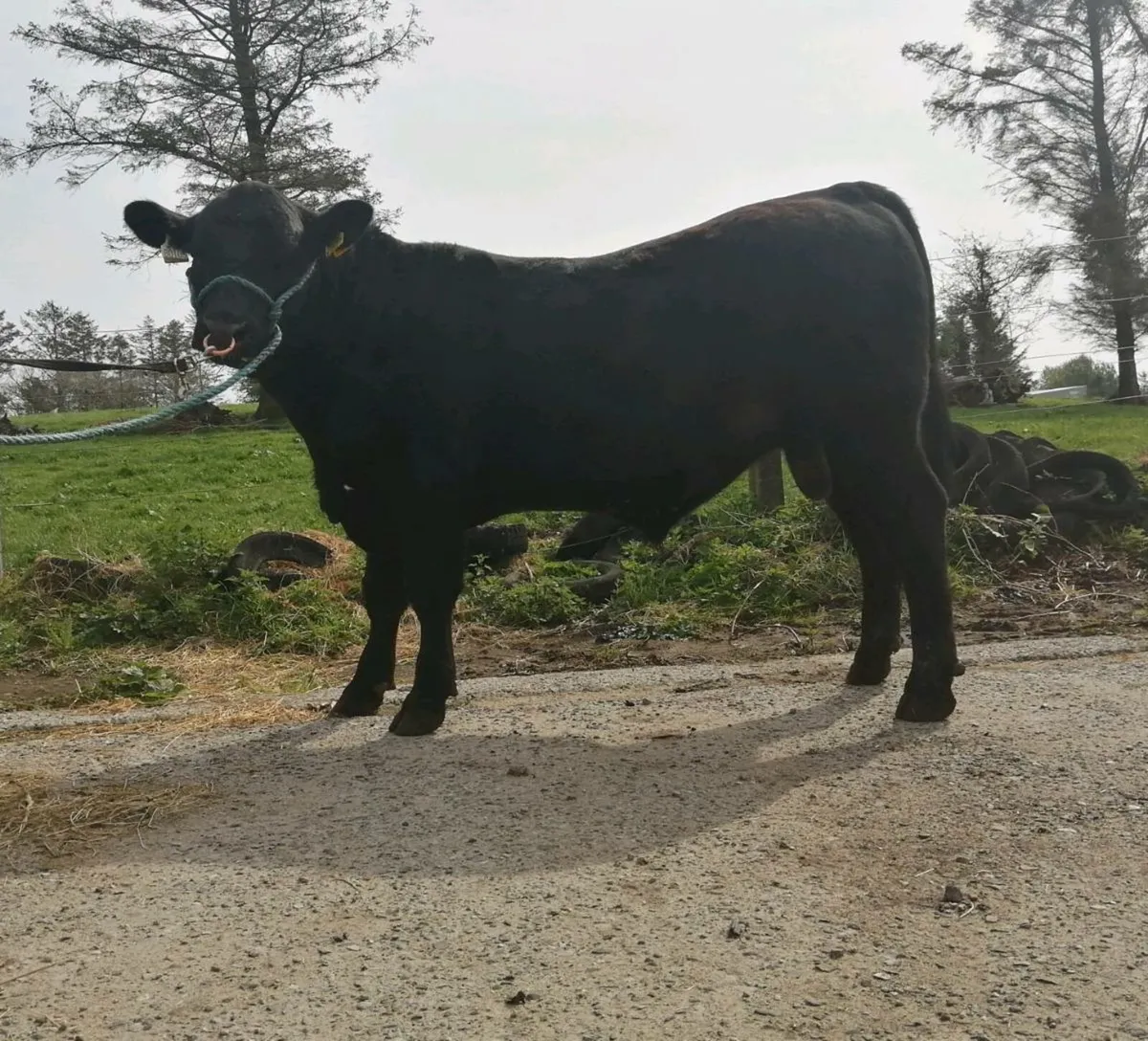 Angus bull - Image 2