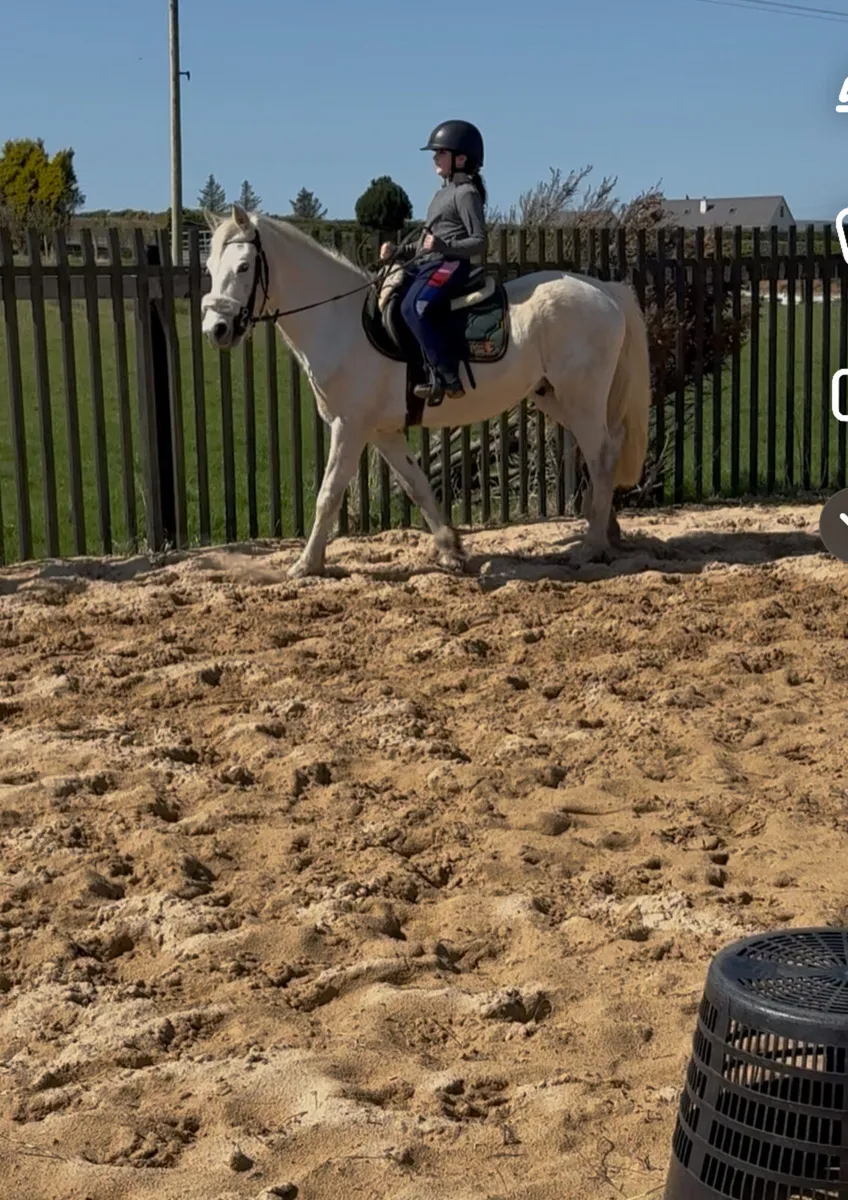 4yo Connemara gelding - Image 2