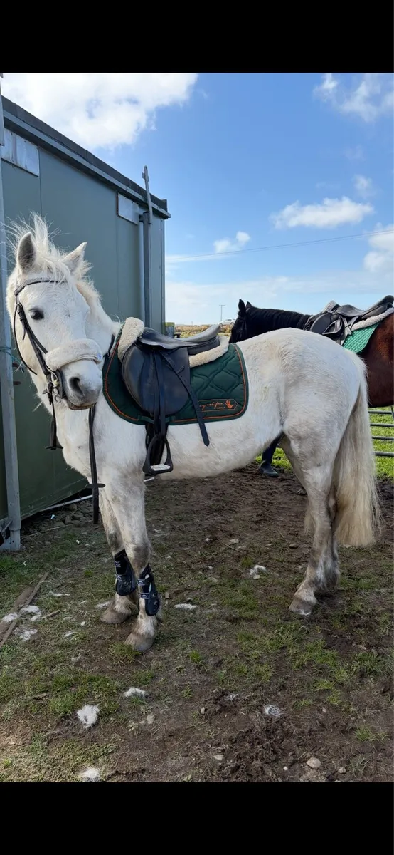 4yo Connemara gelding - Image 3