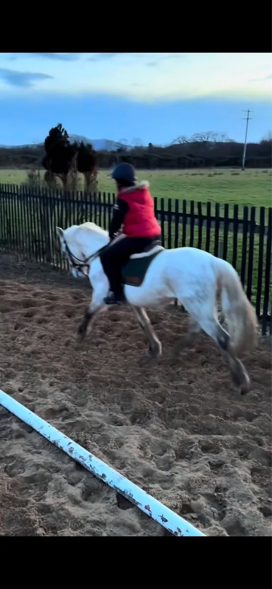 4yo Connemara gelding - Image 4