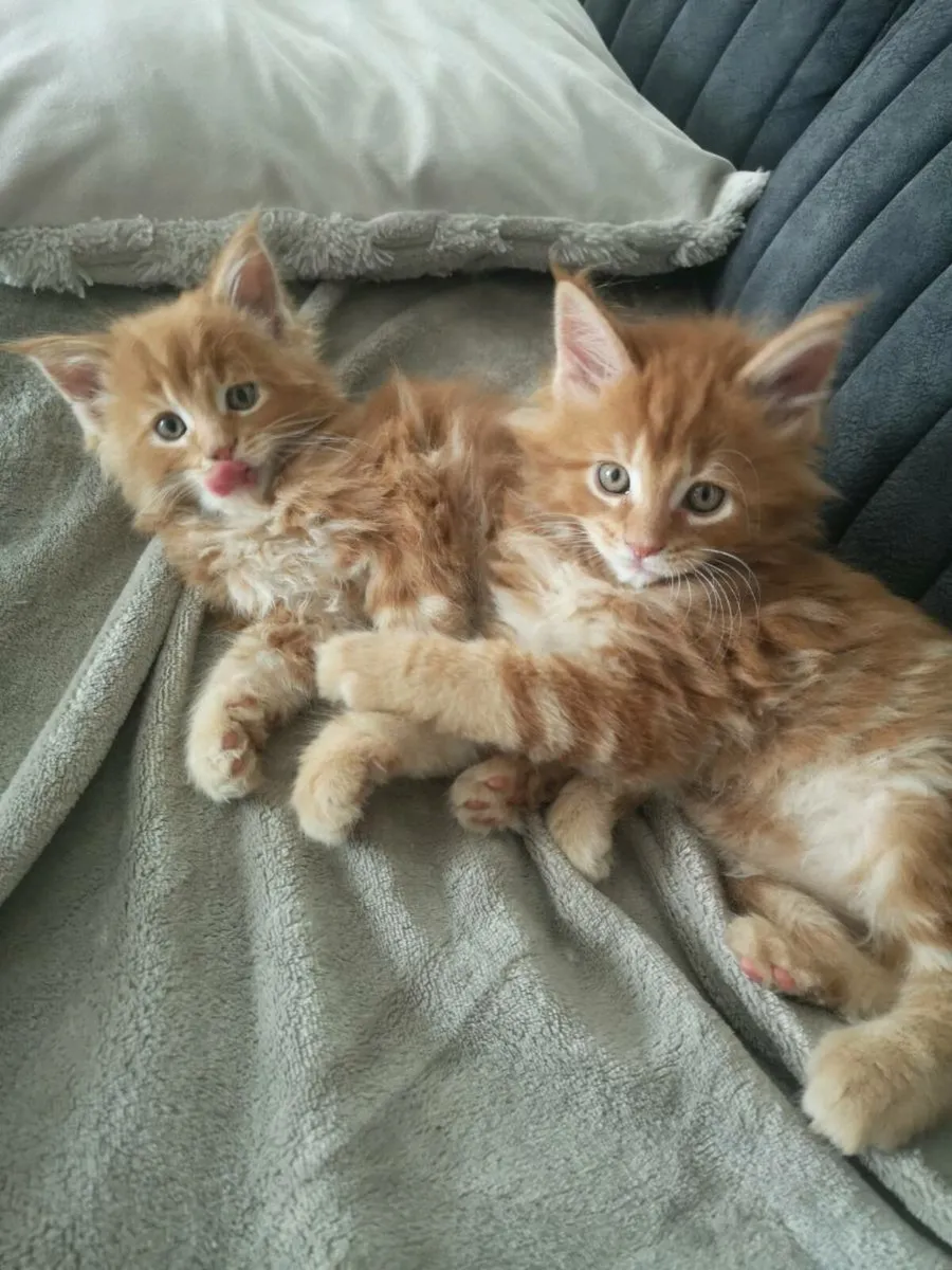 Red main coon kittens - Image 1