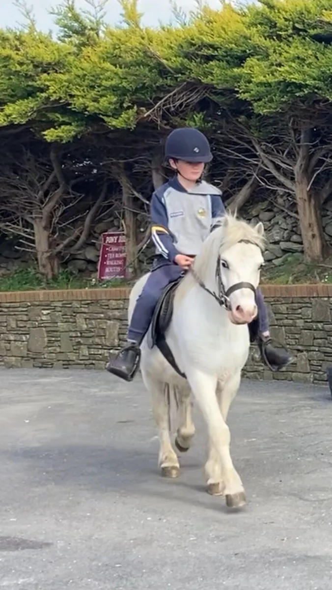 Greys riding 4sale0877445094 - Image 1