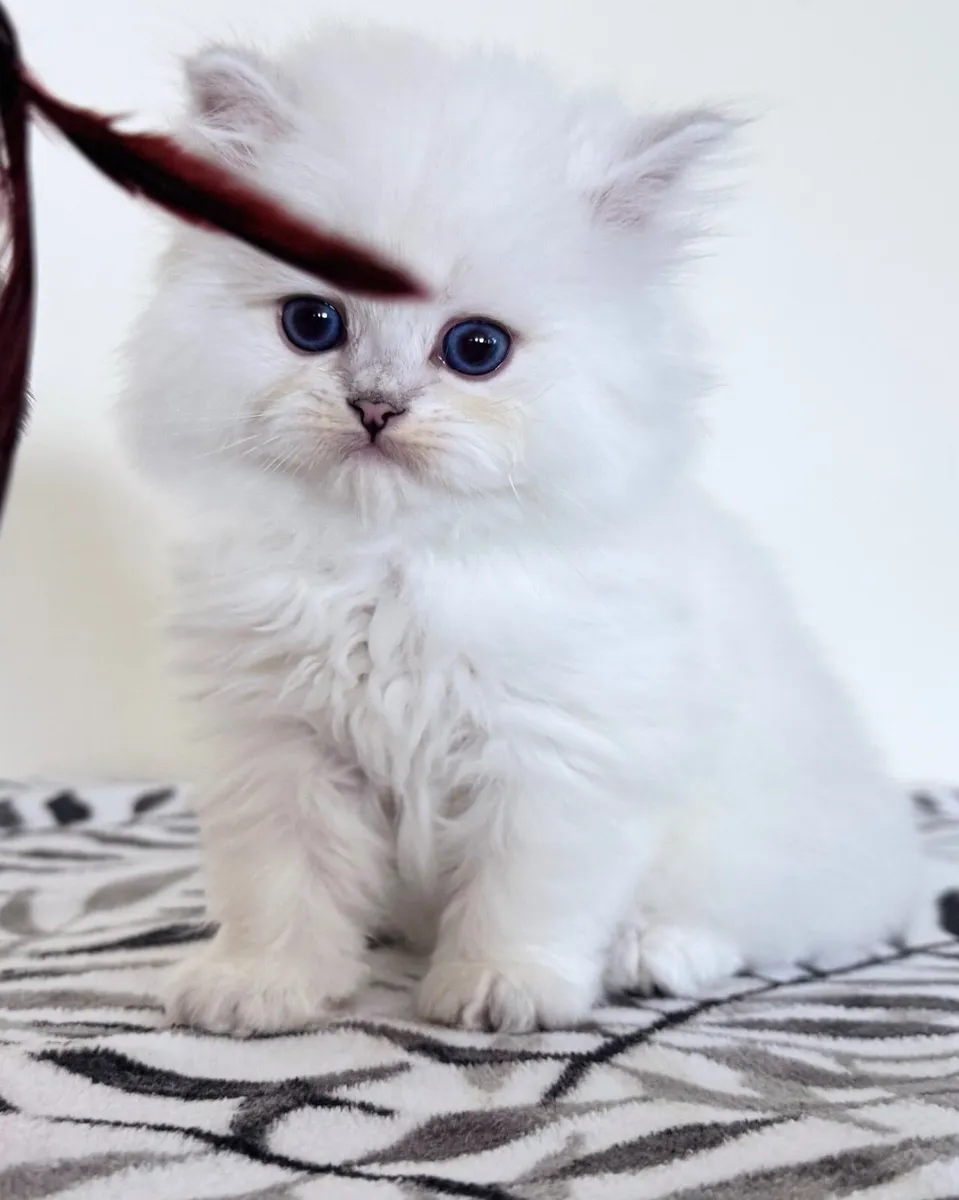 Pedigree British Shorthair & Longhair Kittens - Image 3