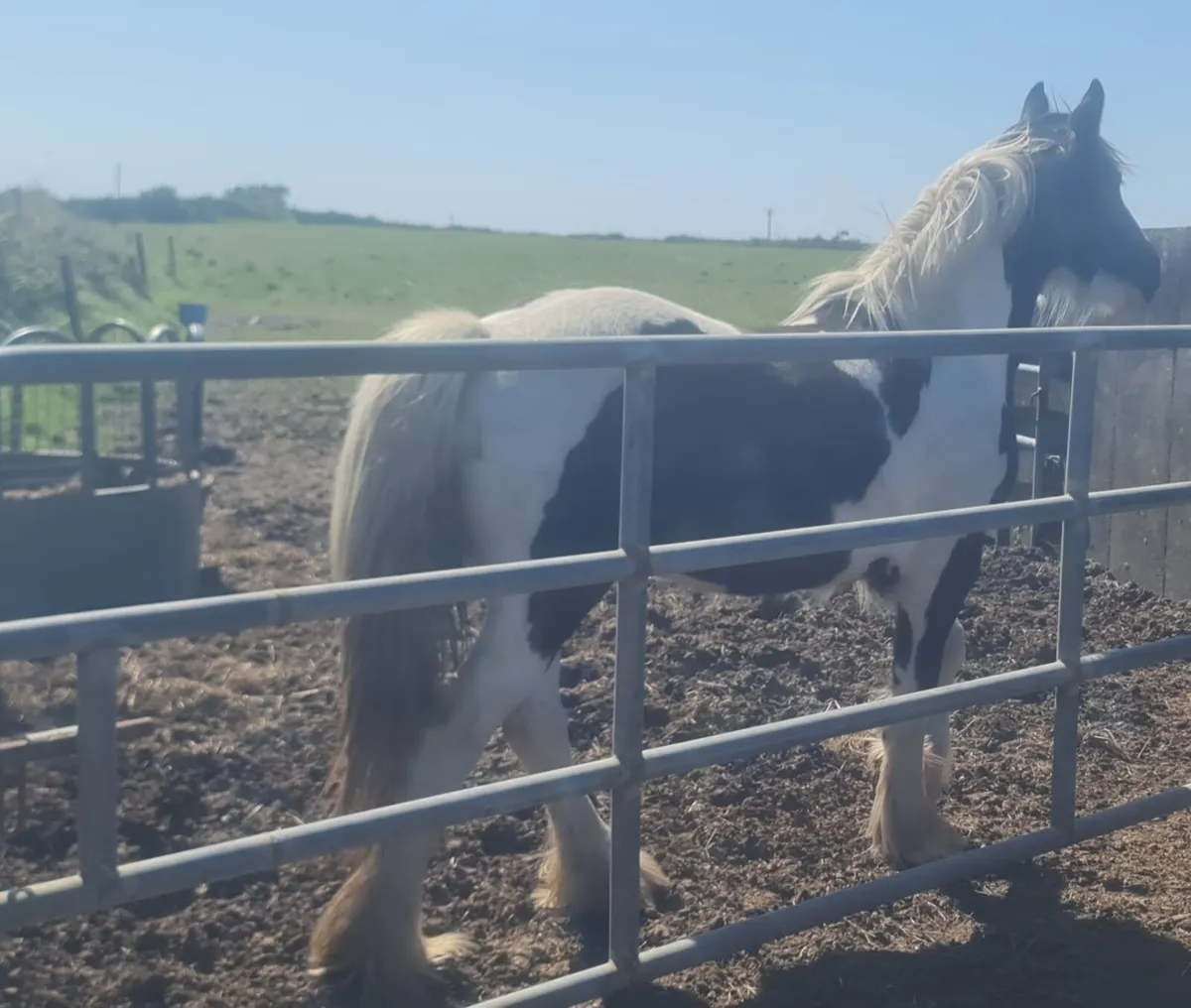 14'2"Friendly showcob fillie. - Image 4