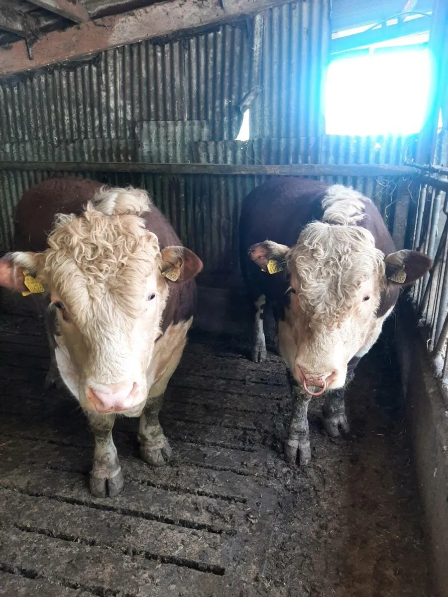 Purebred hereford bulls - Image 1