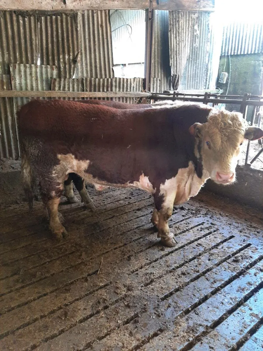 Purebred hereford bulls - Image 2