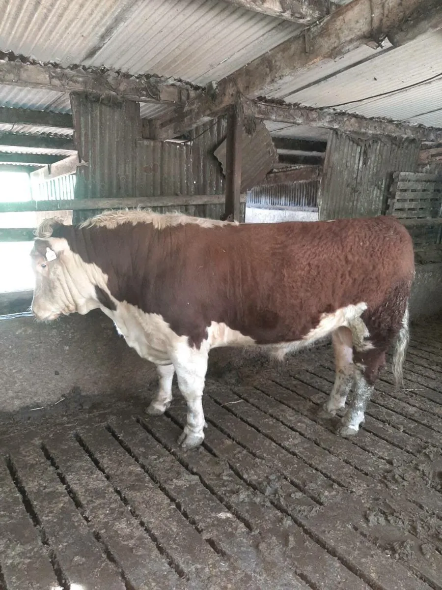 Purebred hereford bulls - Image 3