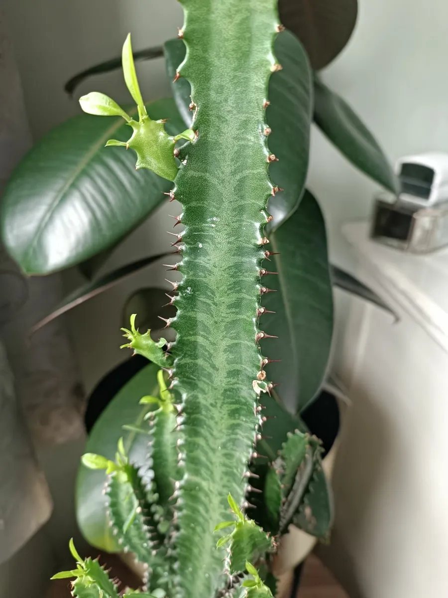 EUPHORBIA TRIGONA PLANT - Image 2