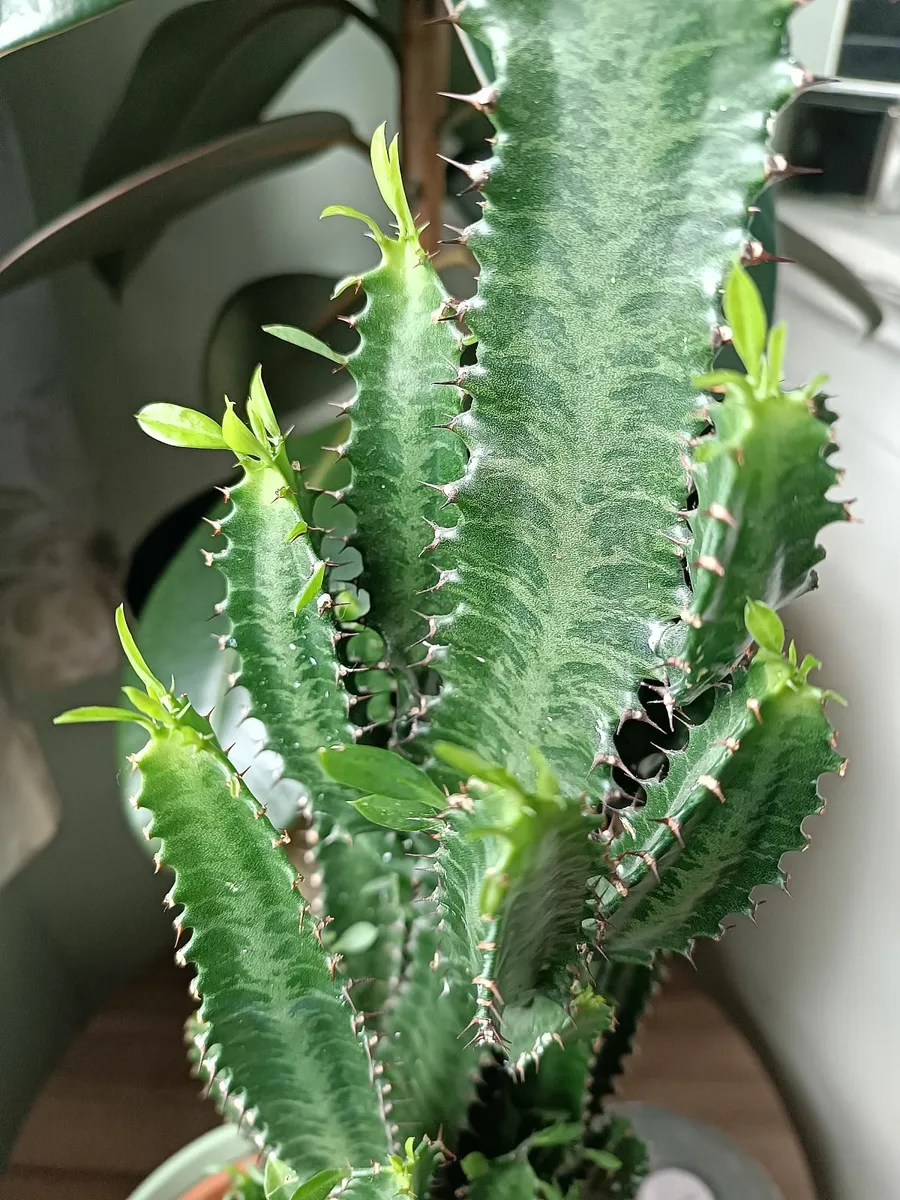 EUPHORBIA TRIGONA PLANT - Image 3