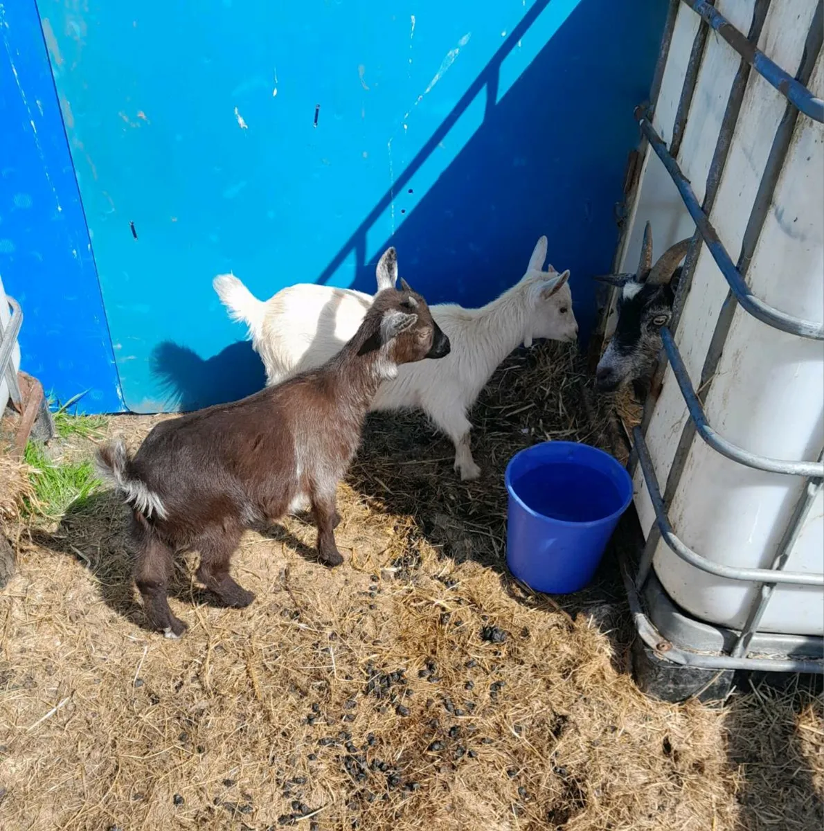 Pygmy goats, adults and kids - Image 2