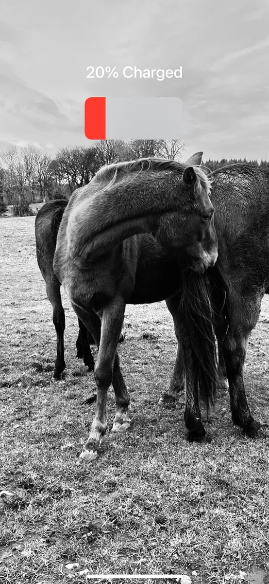 Land wanted for horses