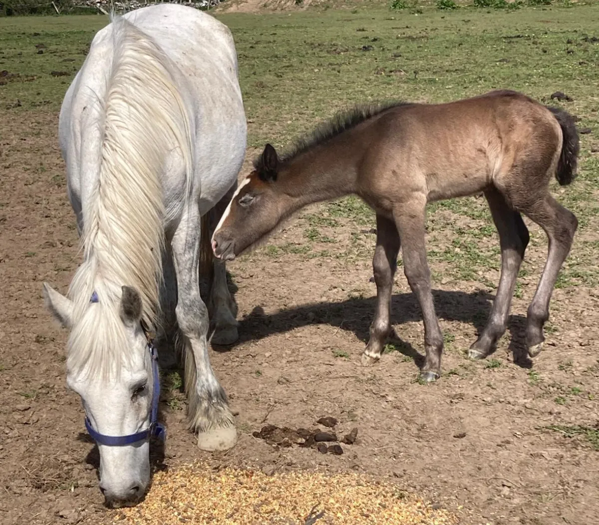 5yo mare and filly foal - Image 2