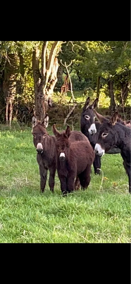 Irish donkeys for sale - Image 3
