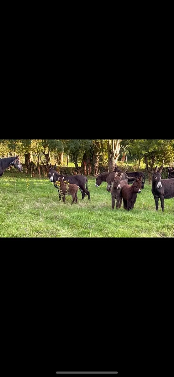 Irish donkeys for sale - Image 4