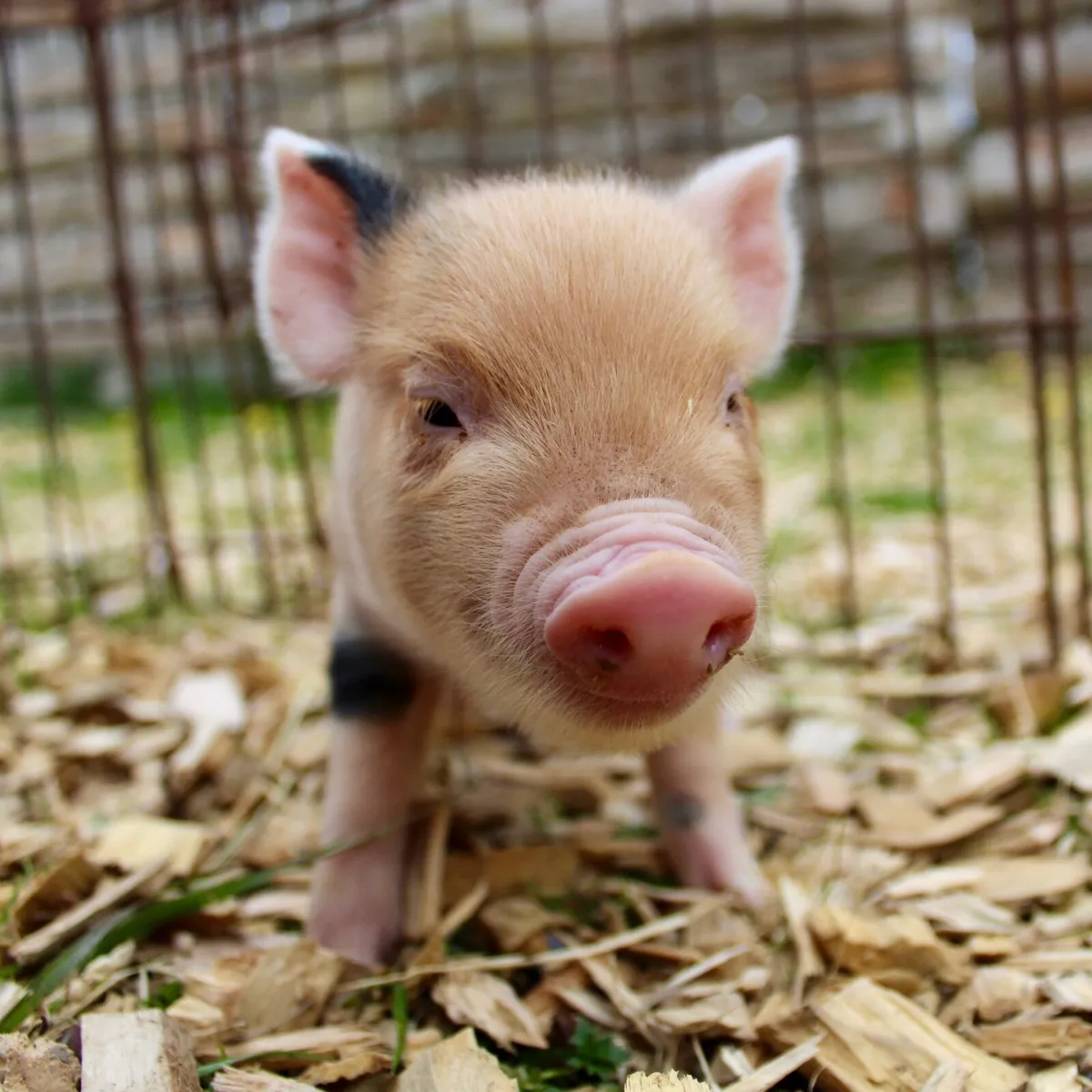 Mini Pigs - Image 4