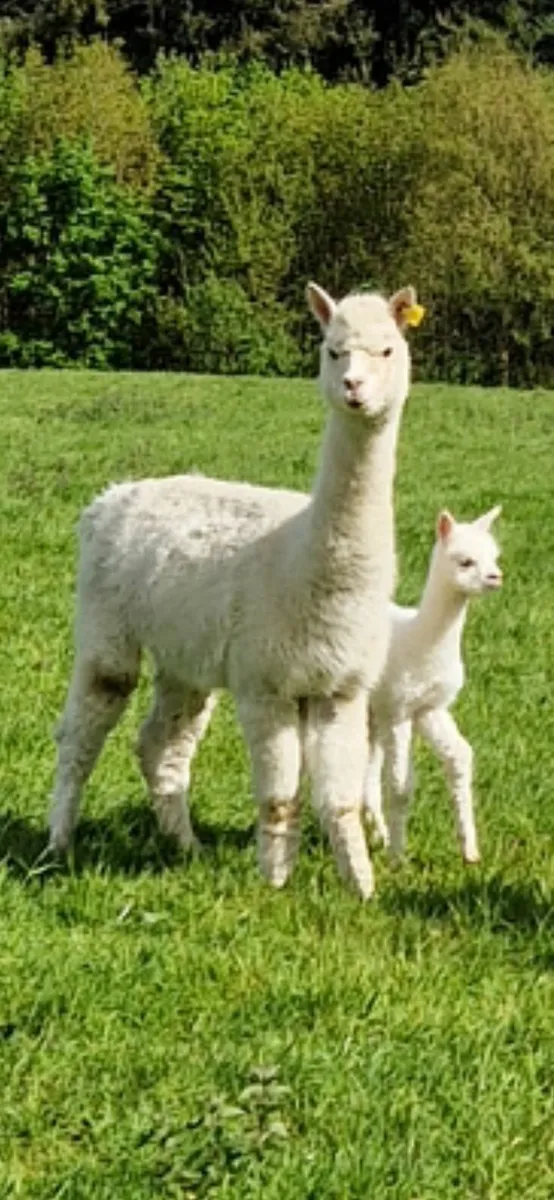 Alpacas - Image 4