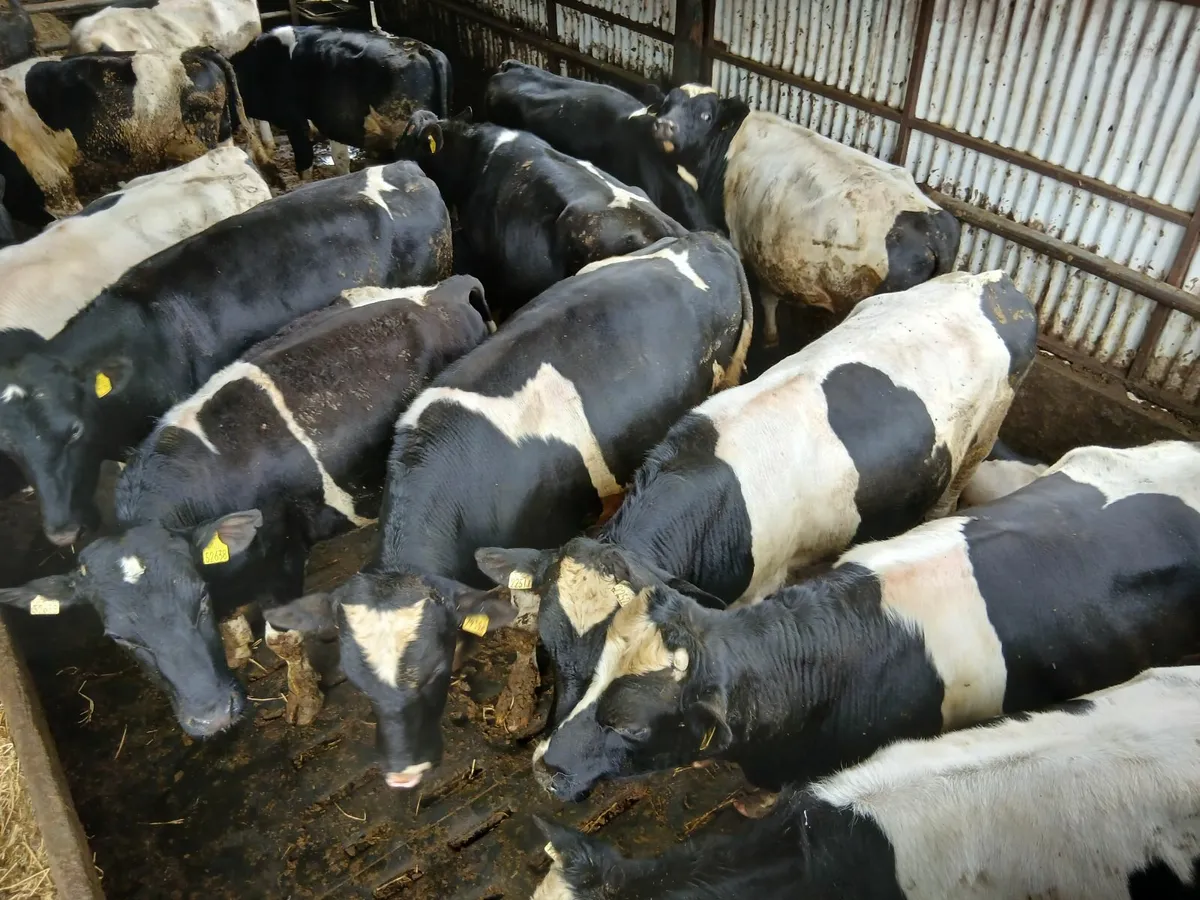 British fresian bulls - Image 1