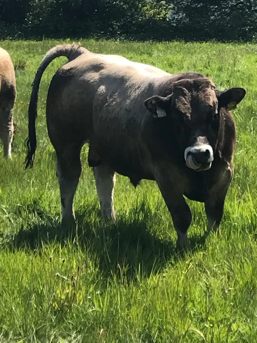 Aubrac bull - Image 2