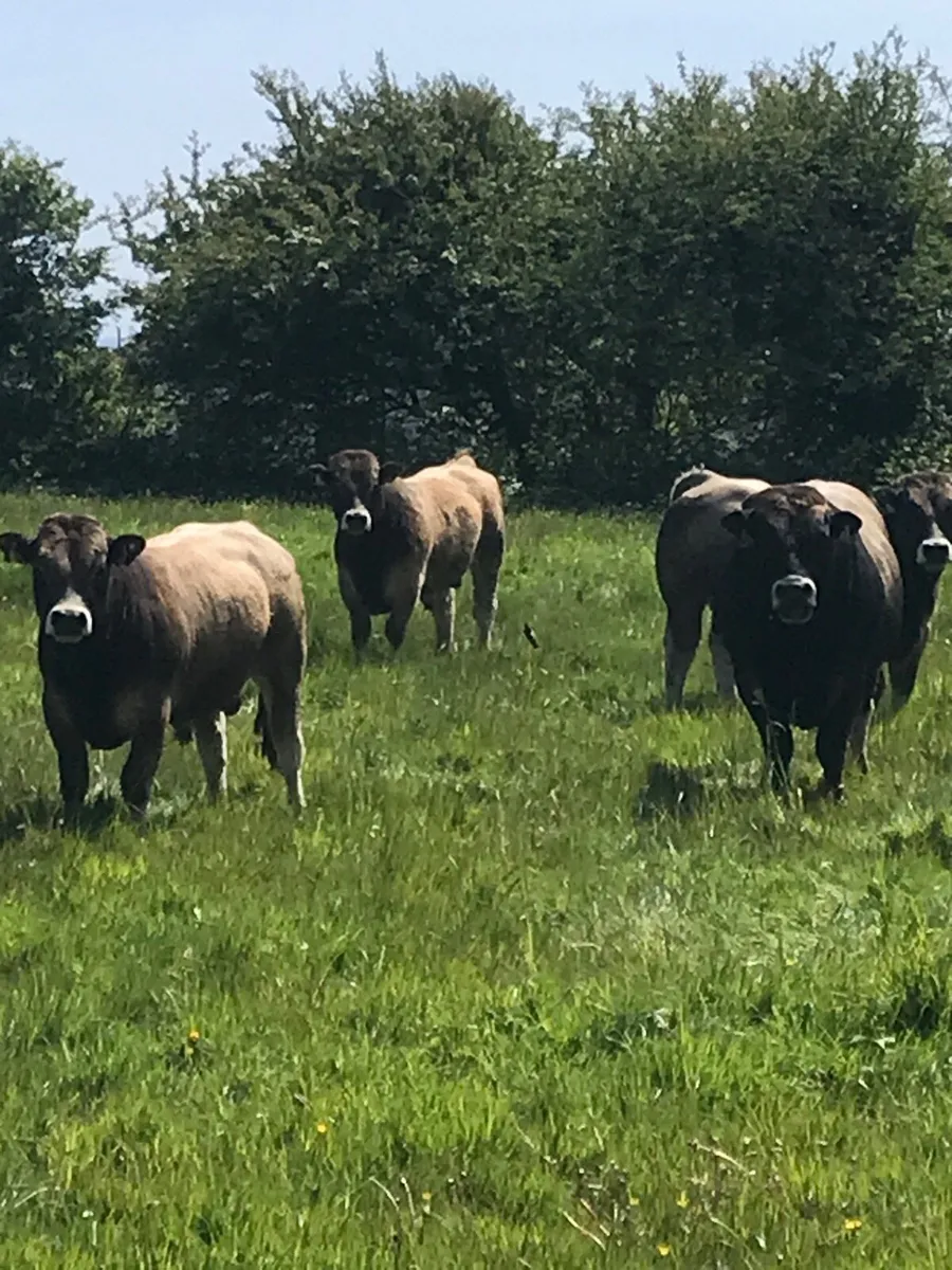 Aubrac bull - Image 3