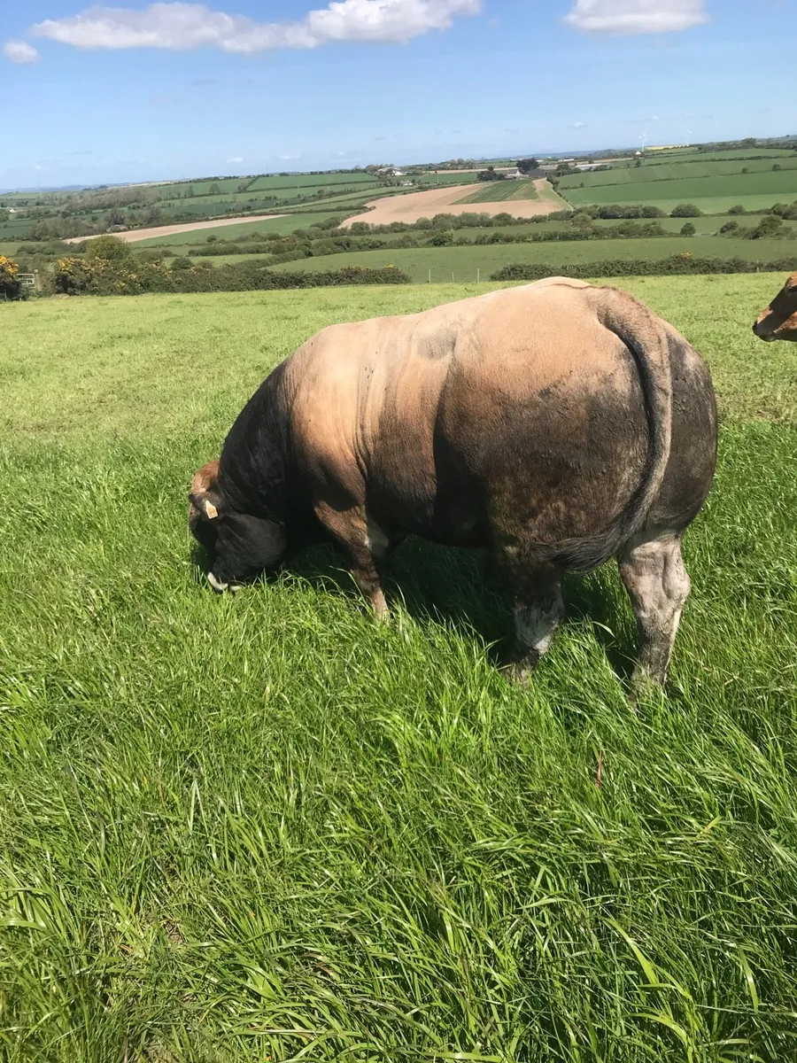 Aubrac bull - Image 4