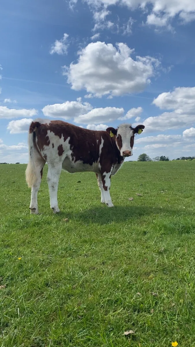 Two super grass fed wealings - Image 1