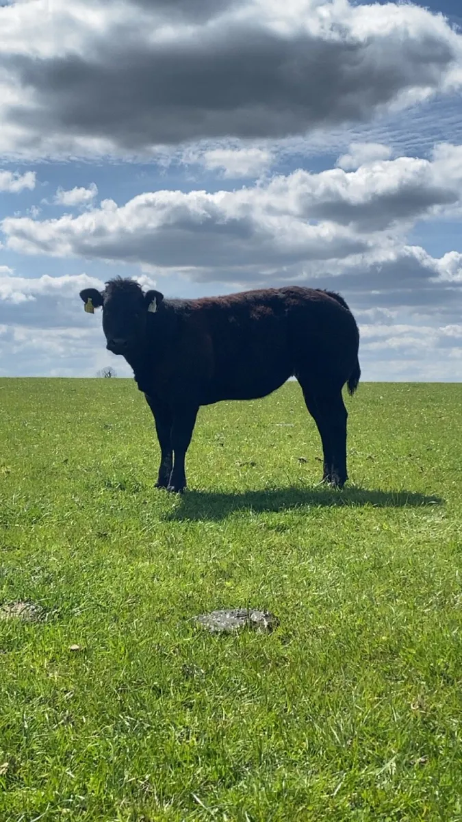 Two super grass fed wealings - Image 2