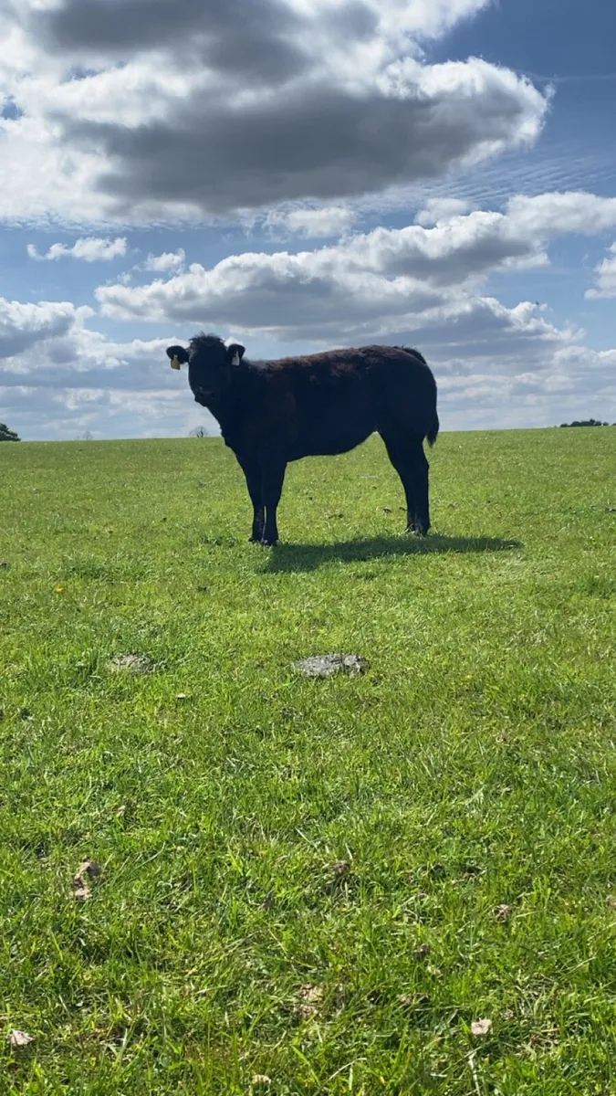 Two super grass fed wealings - Image 3