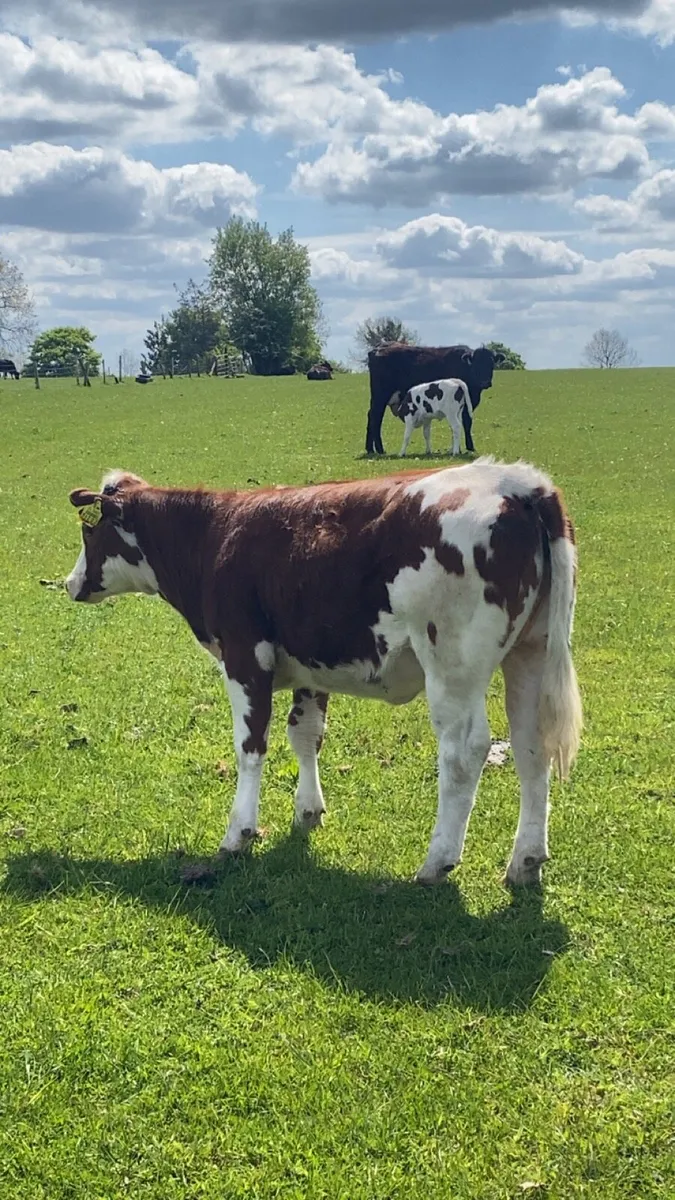 Two super grass fed wealings - Image 4