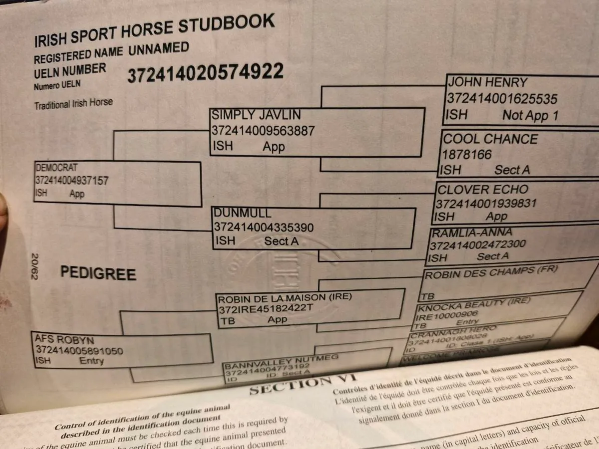 Sport Horse Mare - Image 2