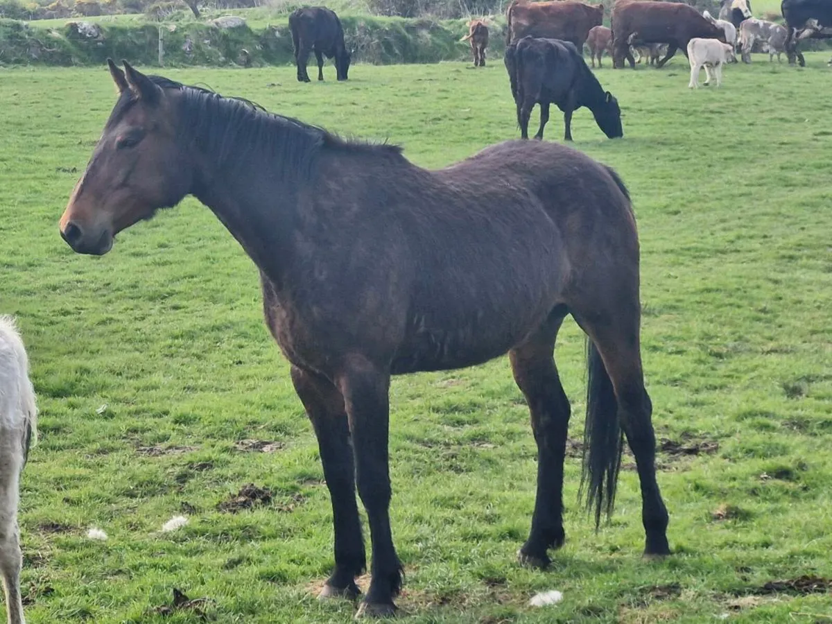 Sport Horse Mare - Image 1