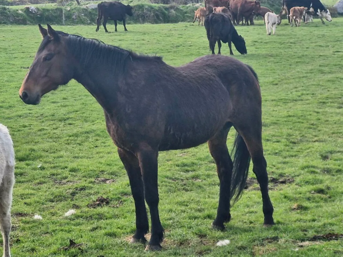 Sport Horse Mare - Image 3