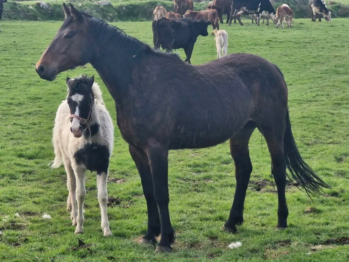 Sport Horse Mare - Image 4