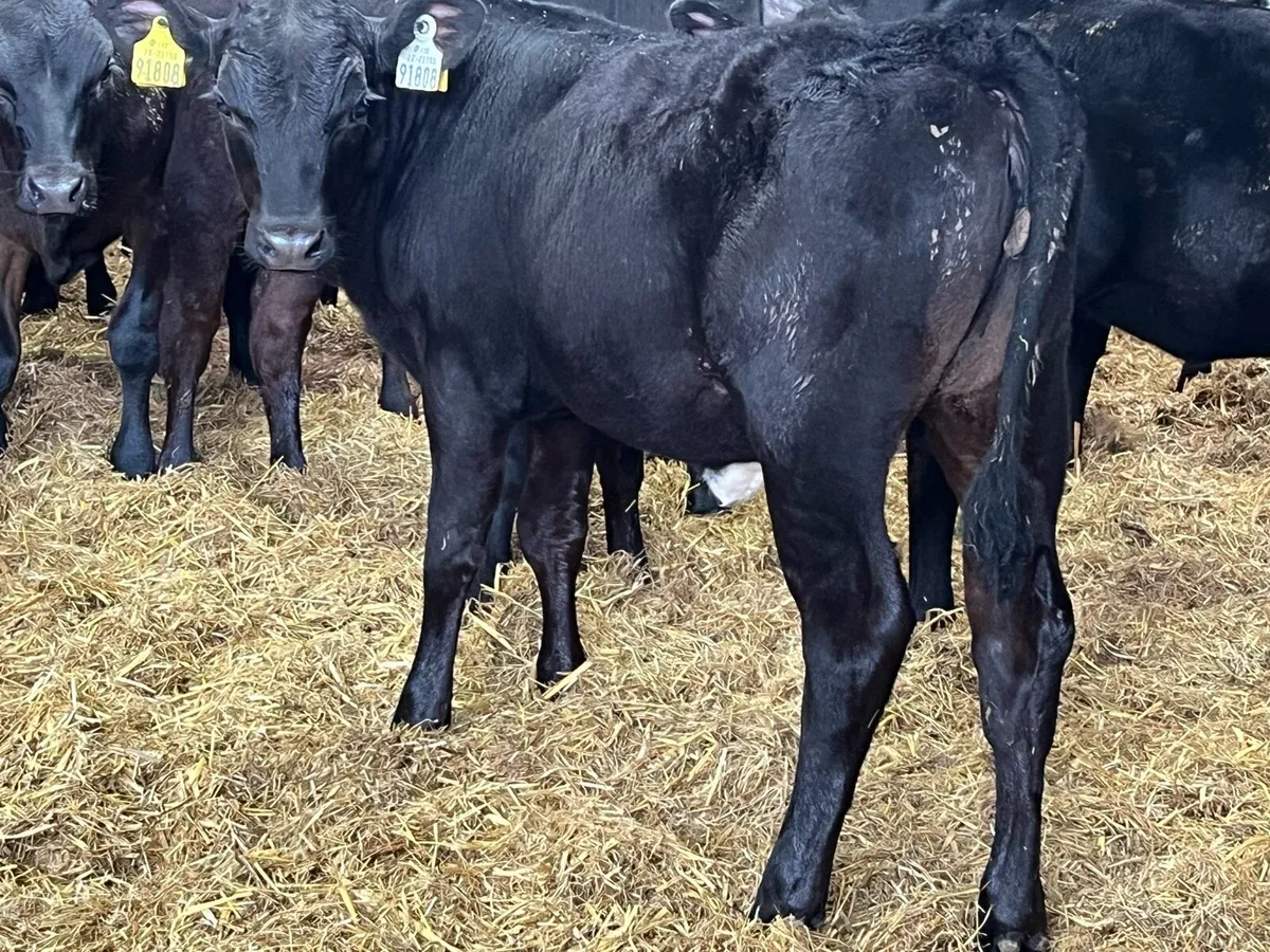 Ready For Grass - Aberdeen Angus Heifers - Image 1