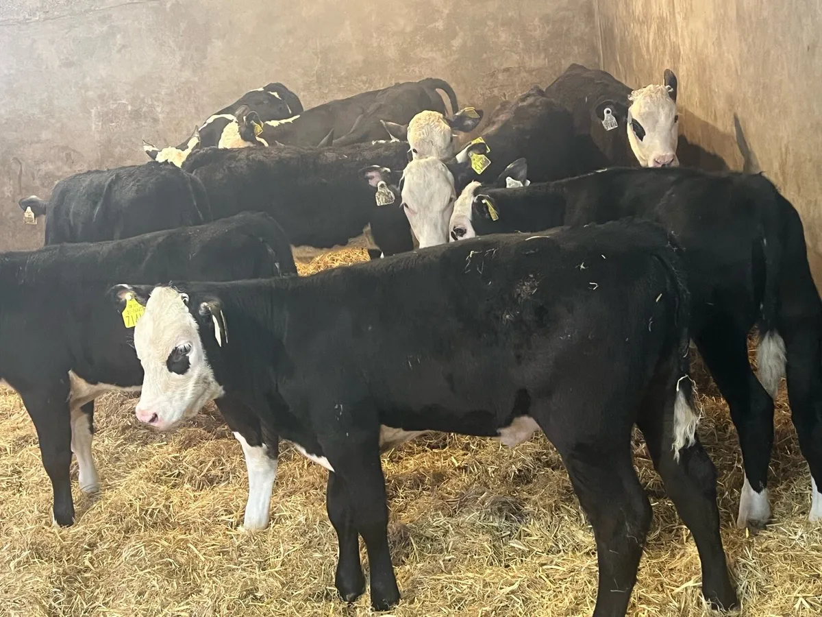 Ready For Grass - Hereford Heifers - Image 1