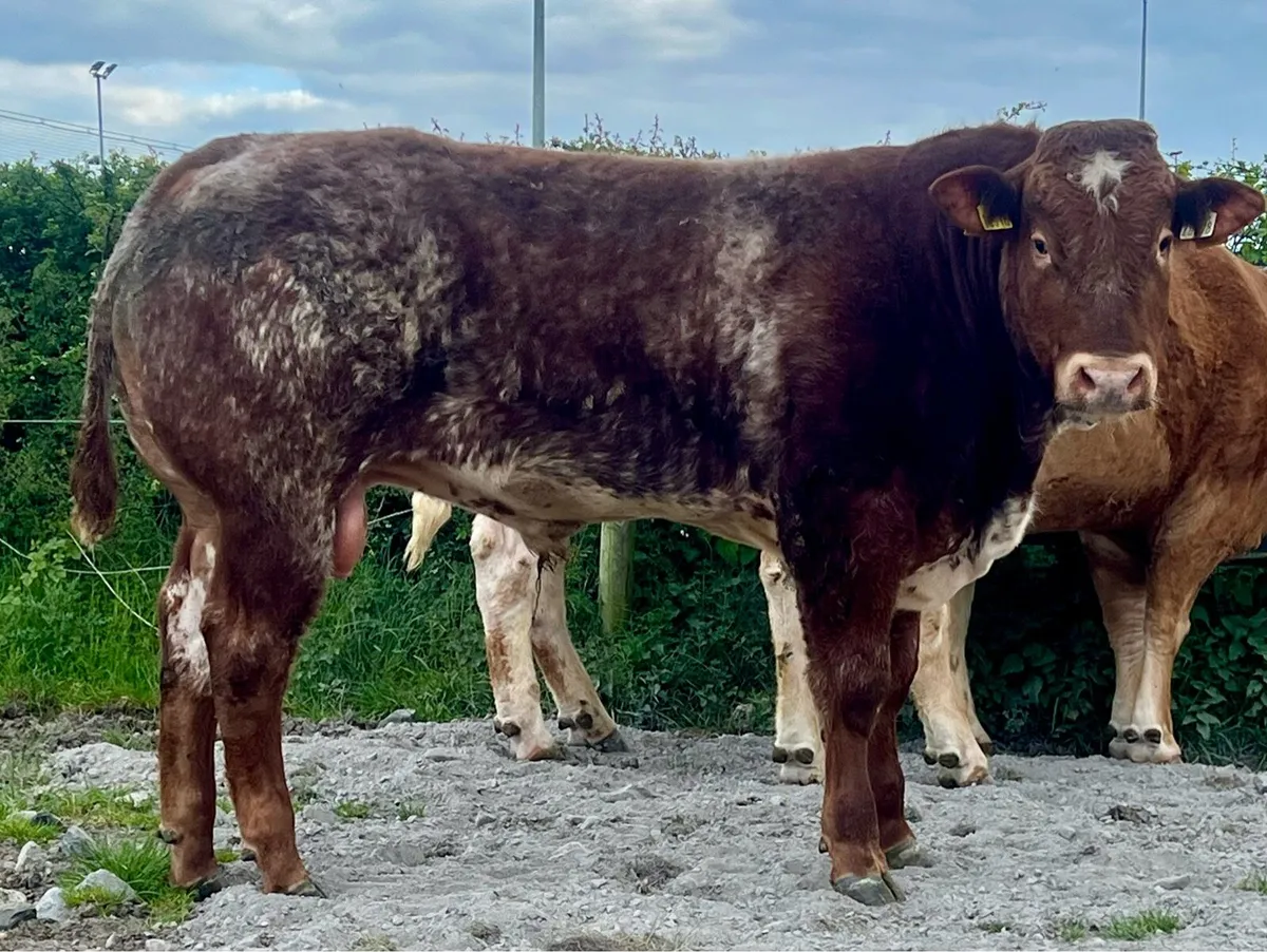 Hybrid bull - Image 1