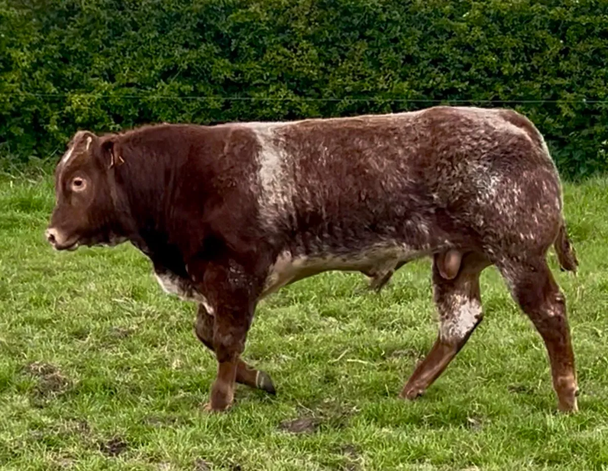Hybrid bull - Image 2