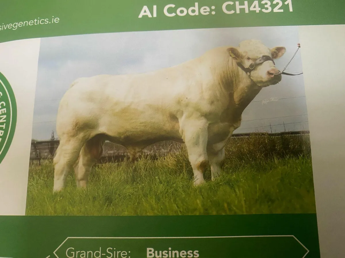 Pedigree Charolais Bulls - Image 1