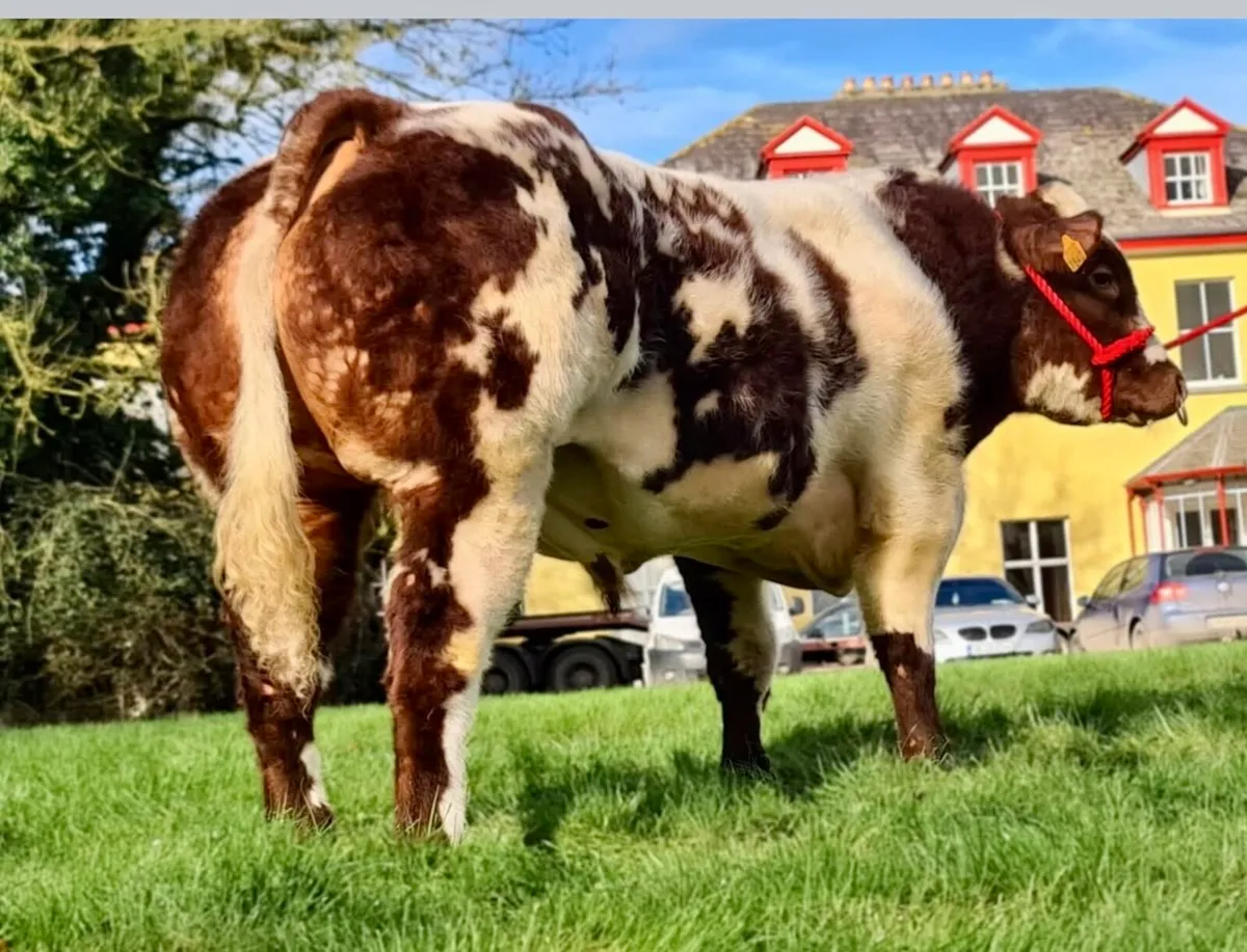 Hybrid bull - Image 4