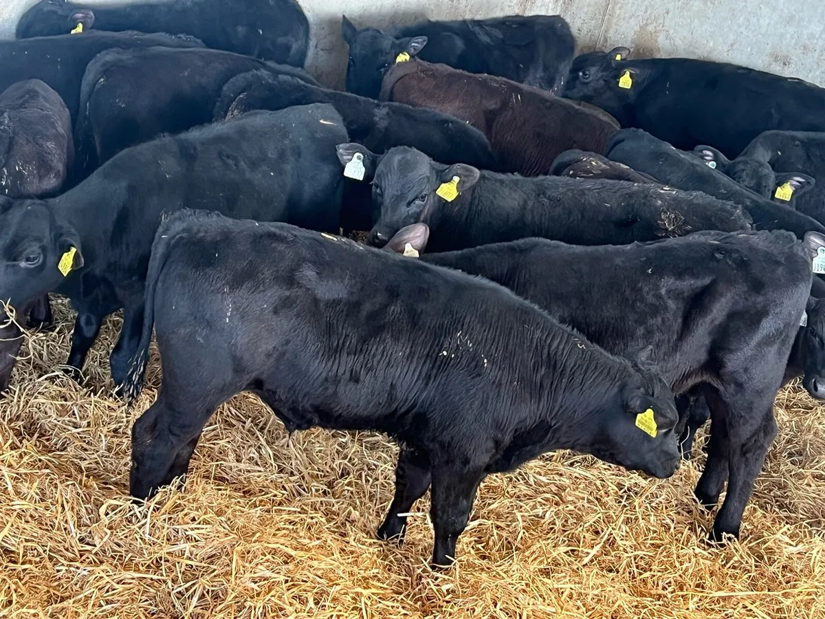 Aberdeen Angus Runners - Image 1