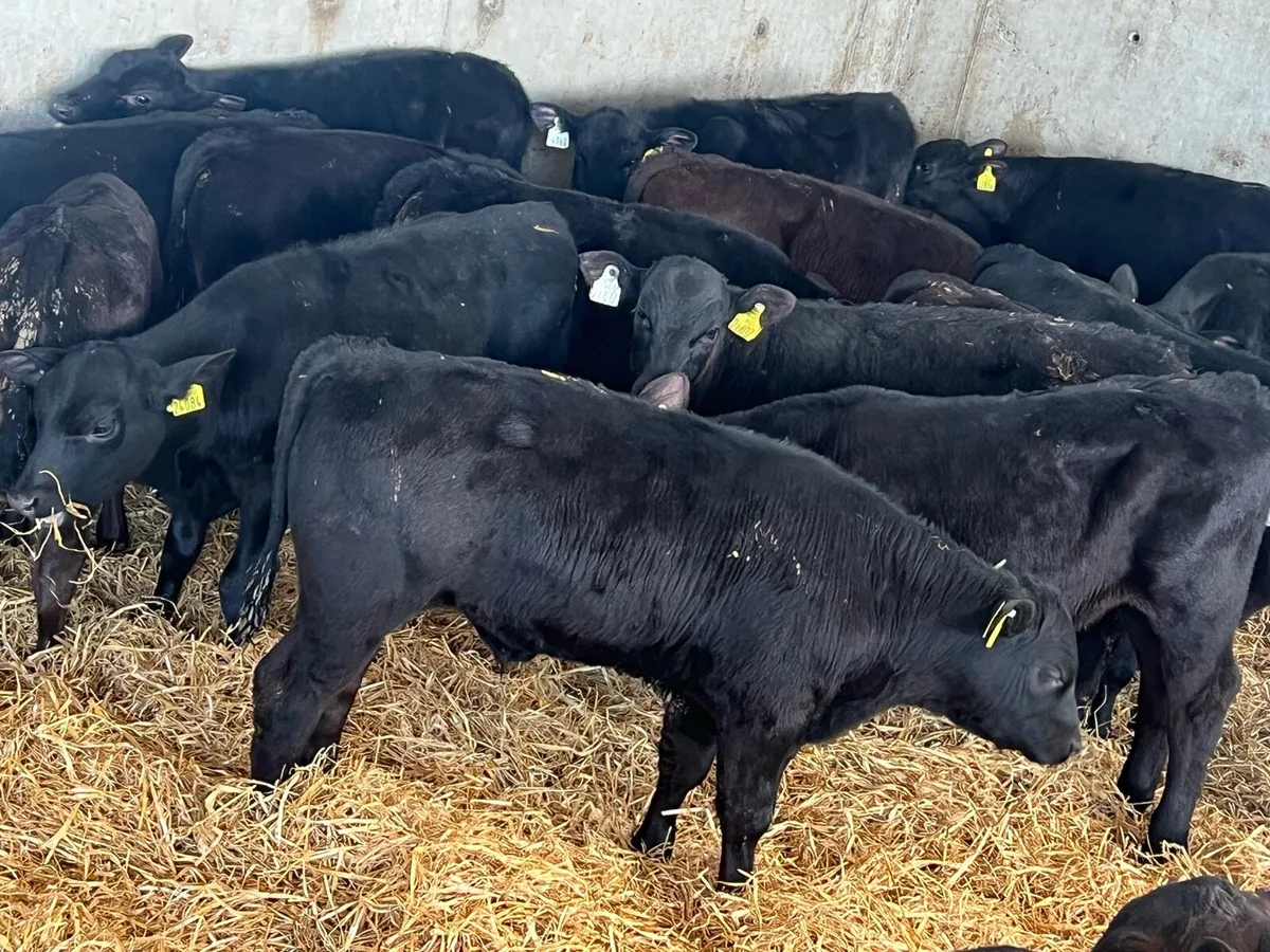 Aberdeen Angus Runners - Image 2