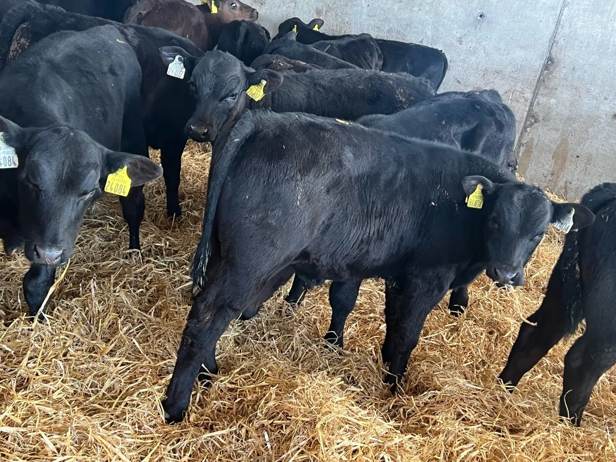 Aberdeen Angus Runners - Image 3